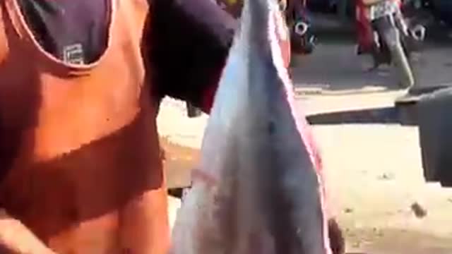 Cut baby yellowfin tuna by Mustakim shorts