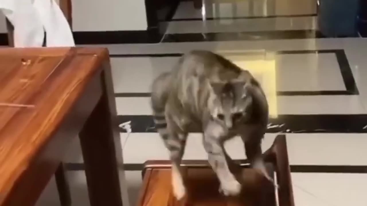 Cats_fun_shorts1080