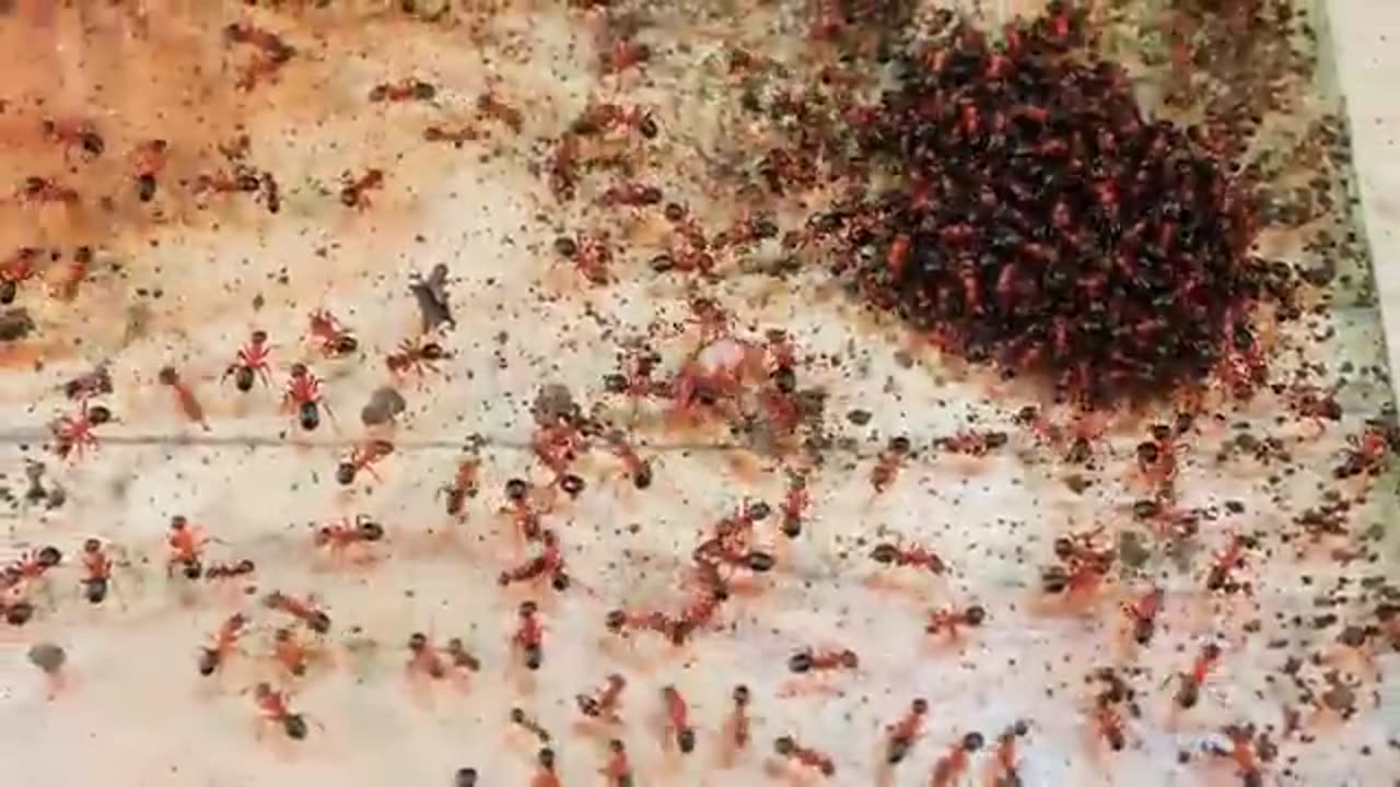 1000 Cockroaches Versus 1000 Ants... Who Will Win?😱😨🤞