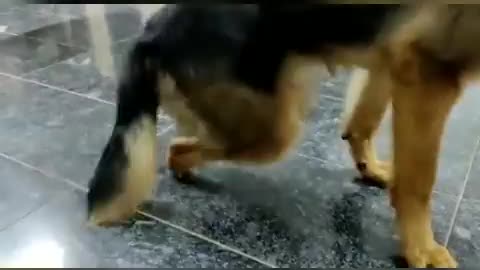 Rescued Dog born with defects adopted by a loving family