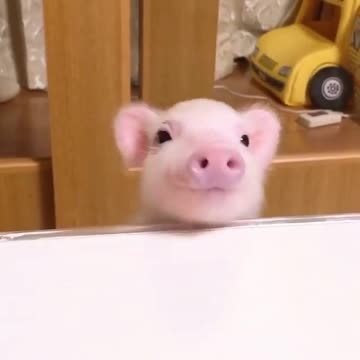 Cutest pig ever