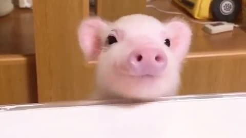 Cutest pig ever