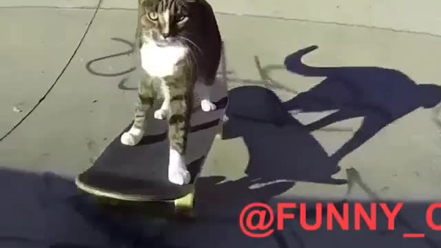 Funny and Cute Cat Videos #293