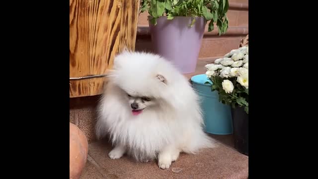 Cute little white Pomeranian, very fluffy hair, do you like it