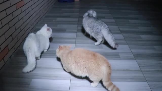 cat
