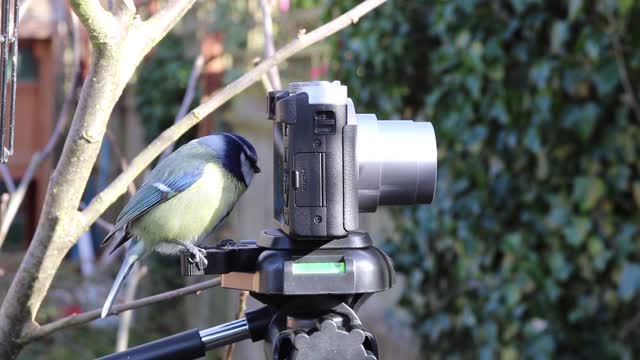 A rare video of a curious little bird looking at a camera.