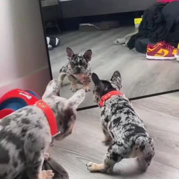 Winter 🆚 Oreo 😂😂😂