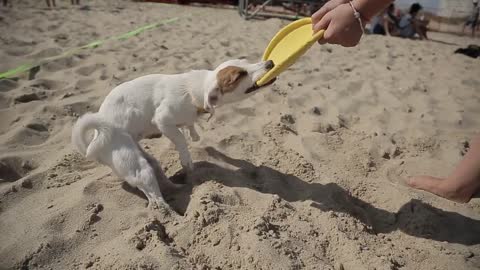 dog playing on the beach