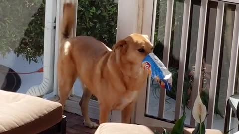 Brown dog with bag on his mouth