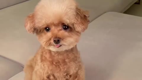 Cute dog, cute animal moments funny dog