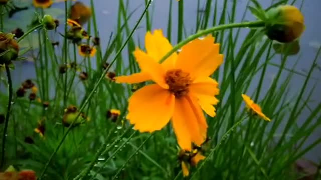 It's raining, give flowers and plants a bath