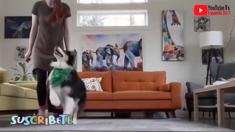 This Adorable Dog Doing Yoga With its Owner Will Make Your Day.