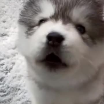 Our Cute little siberian husky trying to talk cuteness overloaded