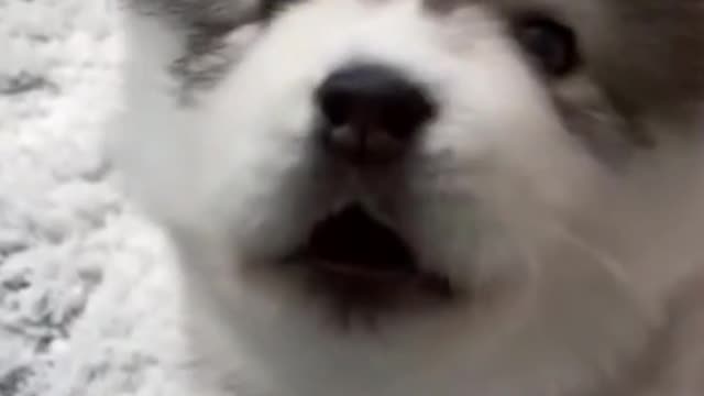 Our Cute little siberian husky trying to talk cuteness overloaded