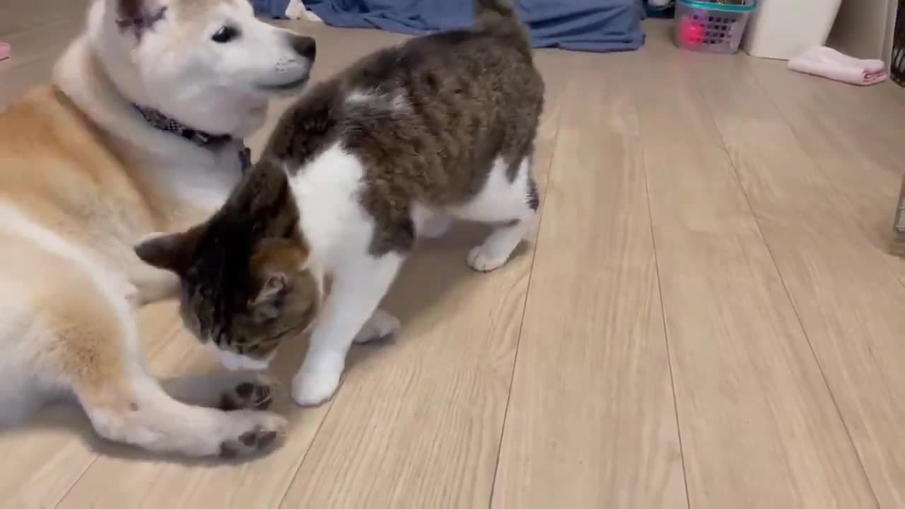 Sometimes Cat And Dog Don't Fight Each Other