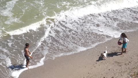 happy dogs playing together