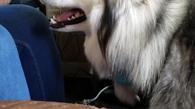 Arguing With A Husky