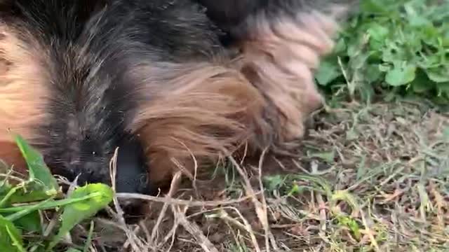 Puppy slurping