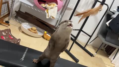 otter that stands up on its little legs and attacks you with little hands