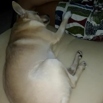 The dog elicits excitement!