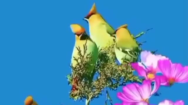 Charactizing a fine spring