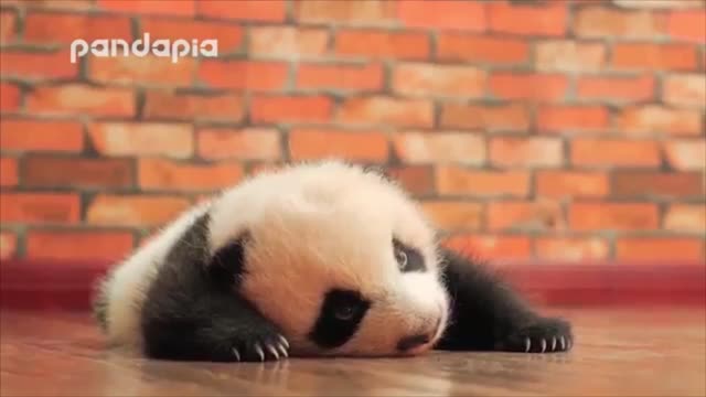 Such Adorable Baby Panda Yawning