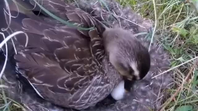 Mother Duck is so great. She keeps her baby warm with her fur