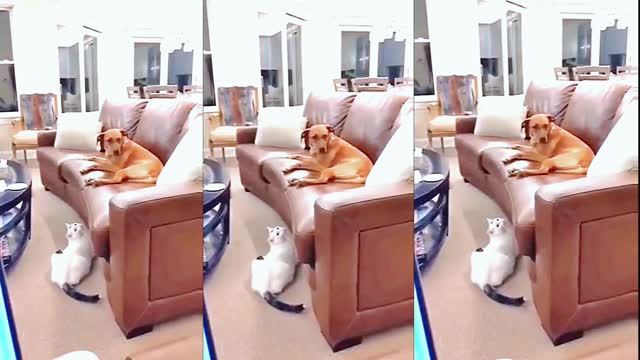 The cat suddenly teases the dog the dog is so dumb