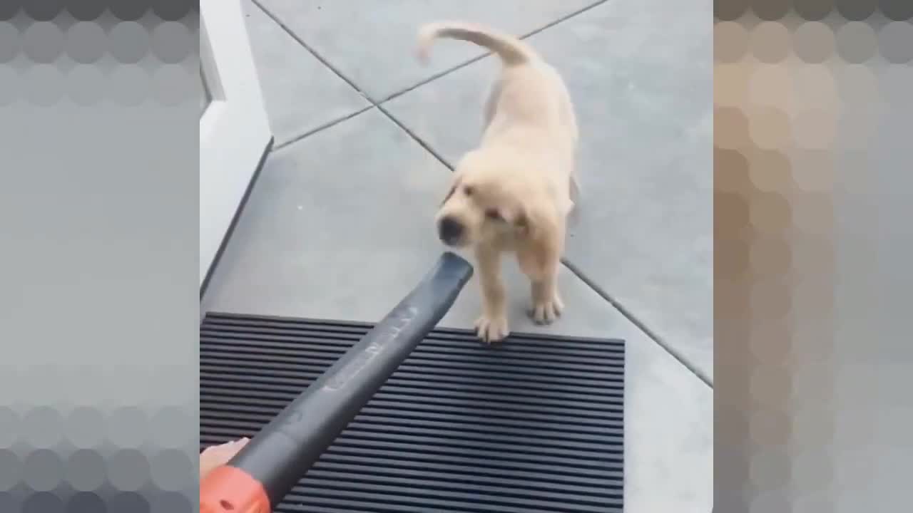 Cool Puppy's Reaction ♥