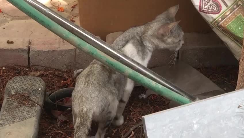 Hungry cat looking for food