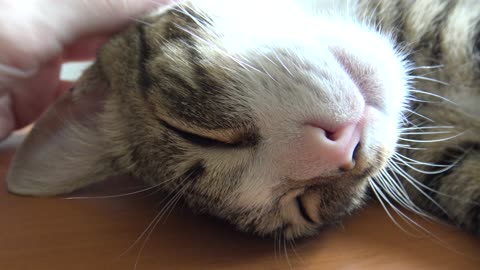 I Purr When Mom Scratches My Chin