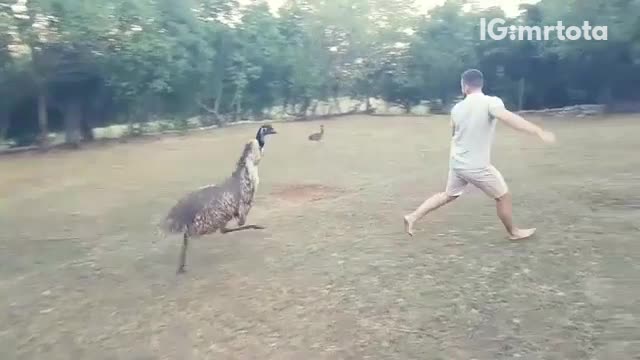 A man in grey chased by giant bird