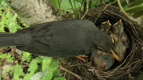 A bird feeding her babies #short #clips