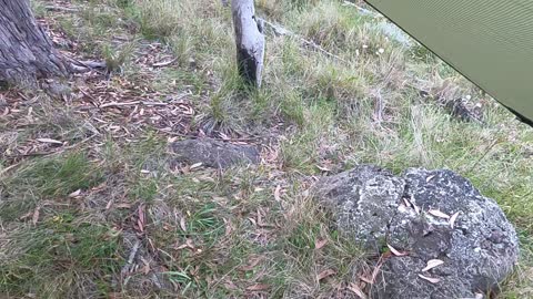 Alton Goods: Tarp, Hammock, Bug Net, Quilt.