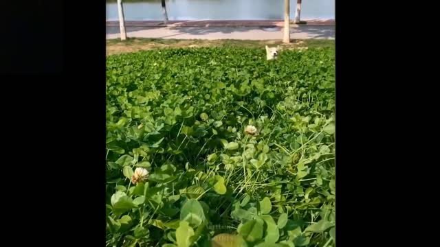 Cute And Funny Pets | Try Not To Laugh At These Pet Compilations