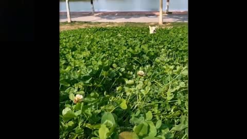 Cute And Funny Pets | Try Not To Laugh At These Pet Compilations