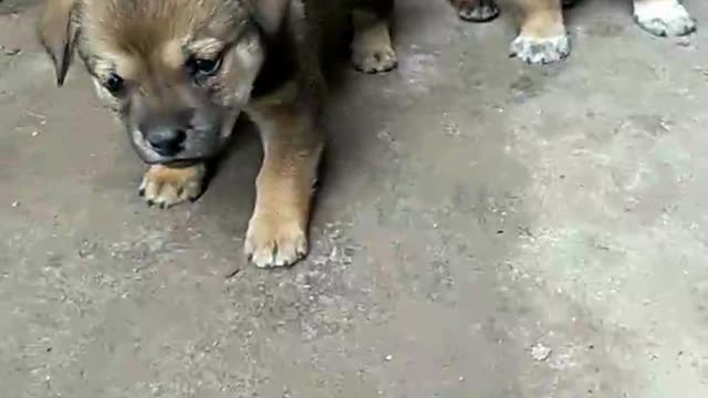 family of dogs