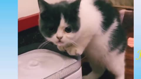 Baby Cats - Cute and Funny Cat Videos Compilation
