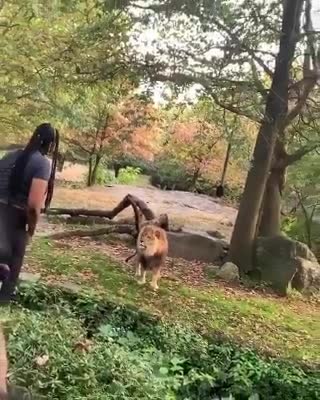 Mujer ingresa a jaula de leones en Zoo del Bronx