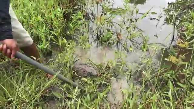 Smart Boy Make A Simple Fish Trap To Catch Big Fish-Cambodia Traditional Fish Trap