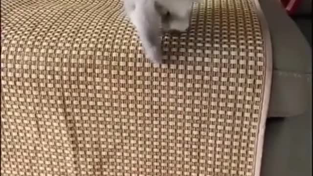 Adorable kitten Compilation Funny Video 2022 😍😂🤣