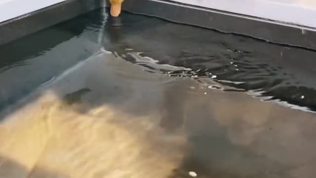 Very cute ducklings playing on the sink