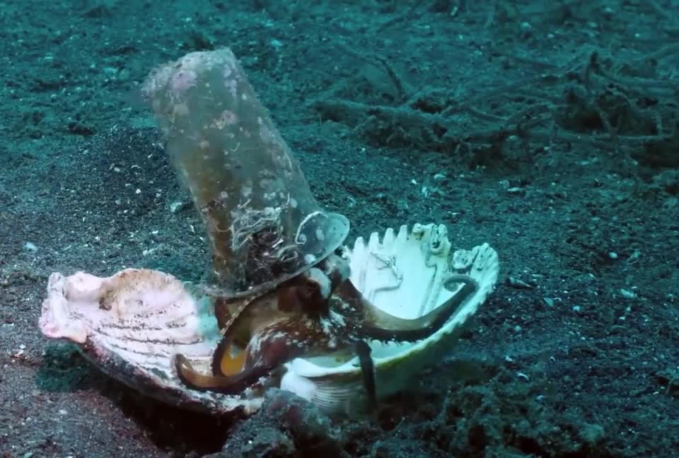 Diver convinces octopus to trade his plastic cup for a seashell