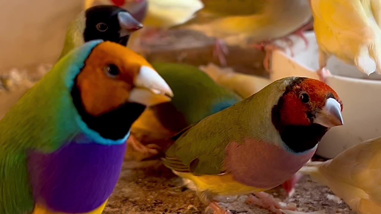 Gouldian Finch Aviary