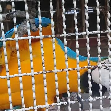 A Parrot In Captive Caged In A Zoo