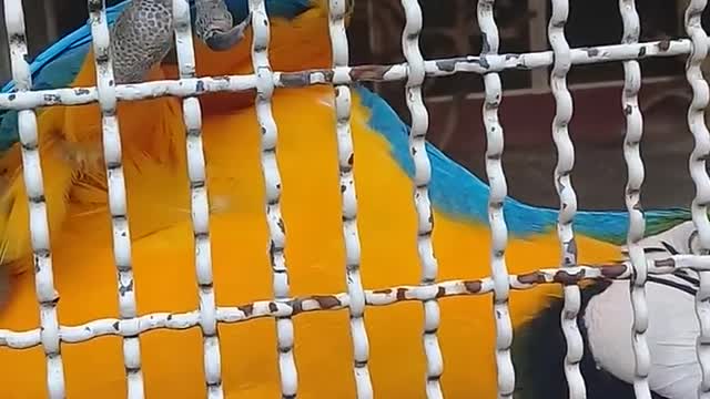 A Parrot In Captive Caged In A Zoo