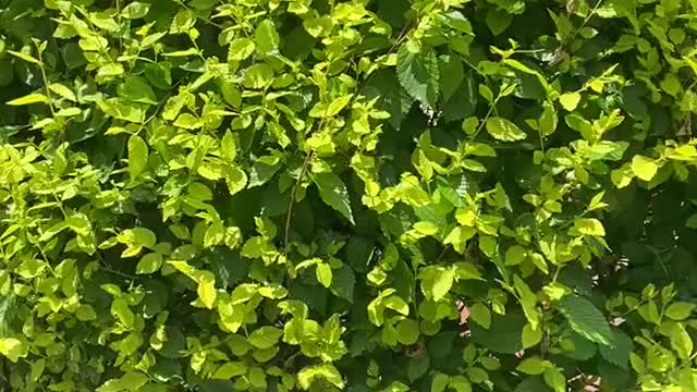 A pot of green plants