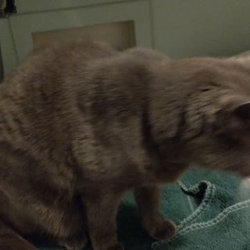 Smokey Peanuts comes in from the cold