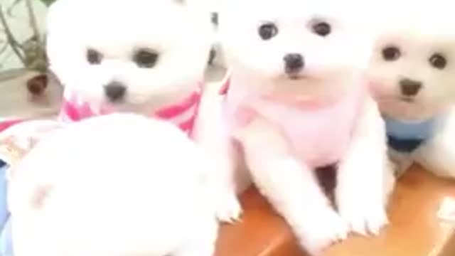 Funny_and_Cute_Pomeranian_Cute_Puppy_Videos_2021_#_#short(360p) cute puppy