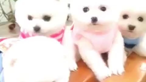 Funny_and_Cute_Pomeranian_Cute_Puppy_Videos_2021_#_#short(360p) cute puppy